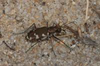 Cicindela hybrida