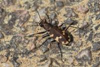 Cicindela hybrida