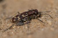 Lophyra flexuosa