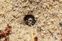 Cicindela