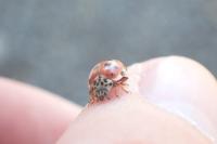 Harmonia quadripunctata