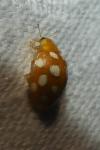 Halyzia sedecimguttata