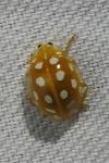 Halyzia sedecimguttata