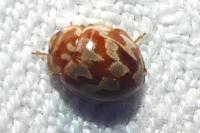 Myrrha octodecimguttata
