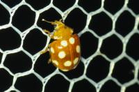Vibidia duodecimguttata