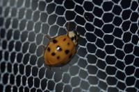Harmonia axyridis