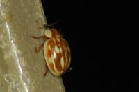 Myzia oblongoguttata