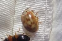 Harmonia quadripunctata