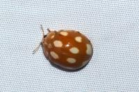 Calvia decemguttata