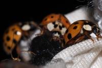 Harmonia axyridis
