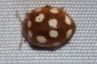 Vibidia duodecimguttata