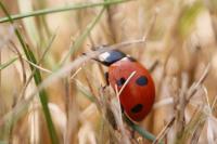 Coccinella septempunctata
