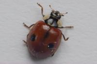 Adalia bipunctata