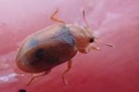 Coccidula scutellata