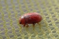 Coccidula rufa