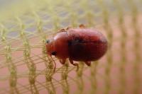 Coccidula rufa