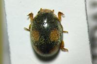 Platynaspis luteorubra