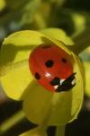 Coccinella septempunctata