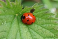 Coccinella septempunctata