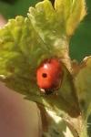 Adalia bipunctata