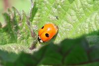 Adalia bipunctata