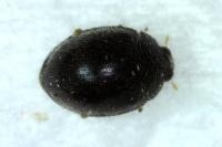 Stethorus pusillus