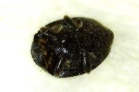 Stethorus pusillus