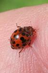 Subcoccinella vigintiquatuorpunctata