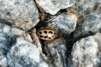 Tytthaspis sedecimpunctata