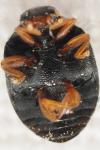 Scymnus rubromaculatus
