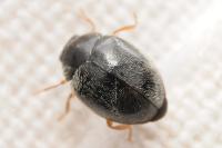Scymnus rubromaculatus