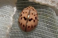 Oenopia doublieri