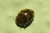 Myrrha octodecimguttata
