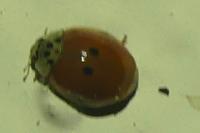 Adalia decempunctata