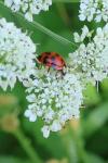 Harmonia axyridis