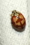 Harmonia quadripunctata
