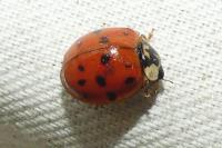 Harmonia axyridis