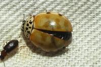 Harmonia quadripunctata