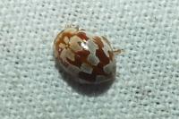 Myrrha octodecimguttata