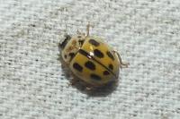 Propylea quatuordecimpunctata