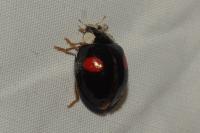 Harmonia axyridis