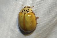 Harmonia quadripunctata