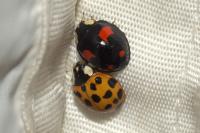 Harmonia axyridis