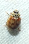 Harmonia quadripunctata