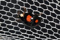 Harmonia axyridis