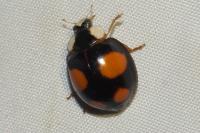 Harmonia axyridis