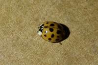 Harmonia axyridis