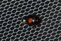 Harmonia axyridis