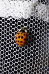 Harmonia axyridis