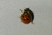 Harmonia axyridis
